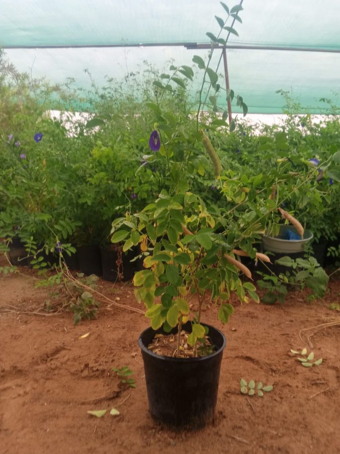 Pea Butterfly Flower (Clitoria ternatea) — outdoor plant supplied by Mahraj Agricultures