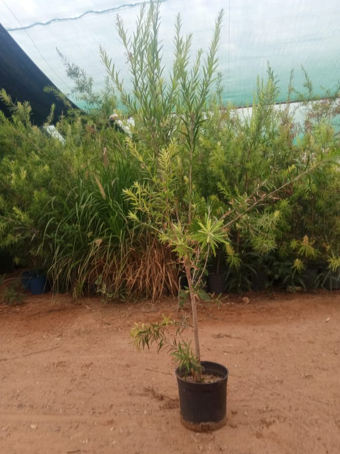 Bottle Brush (Callistemon viminalis) — outdoor plant supplied by Mahraj Agricultures