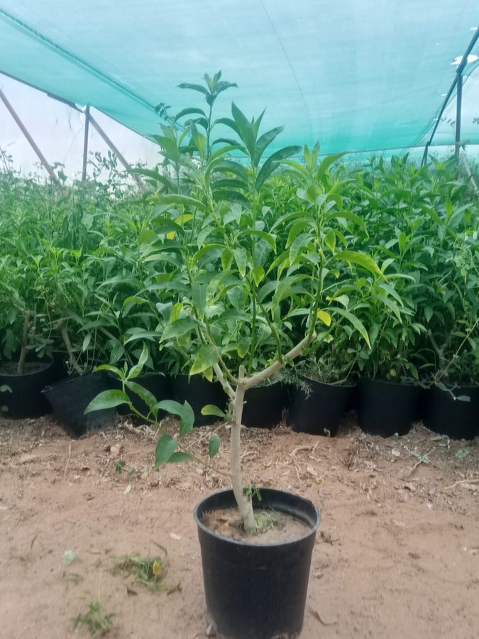 Cestrum Nocturnum (Cestrum nocturnum) — outdoor plant supplied by Mahraj Agricultures