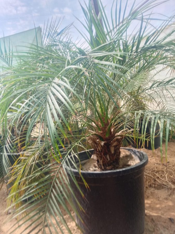 Phoenix Palm (Phoenix dactylifera) — outdoor plant supplied by Mahraj Agricultures