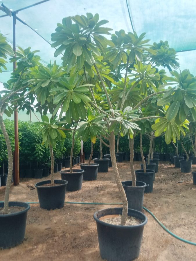 Plumeria Obtusa (Plumeria obtusa) — outdoor plant supplied by Mahraj Agricultures