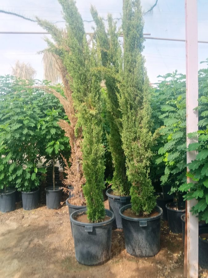 Cypress Tree (Cupressus sempervirens) — outdoor plant supplied by Mahraj Agricultures
