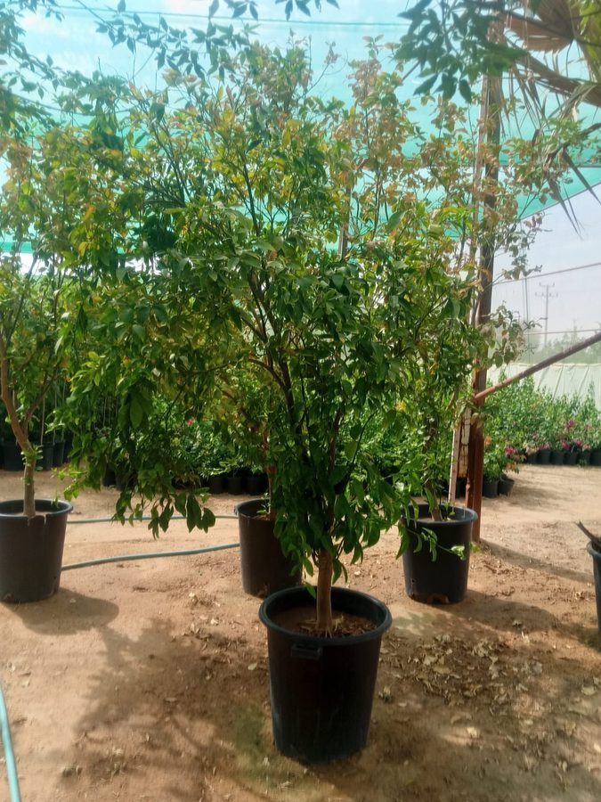 Lemon (Citrus limon) — outdoor plant supplied by Mahraj Agricultures