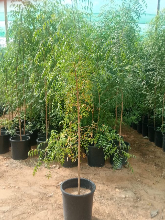 Neem (Azadirachta indica) — outdoor plant supplied by Mahraj Agricultures