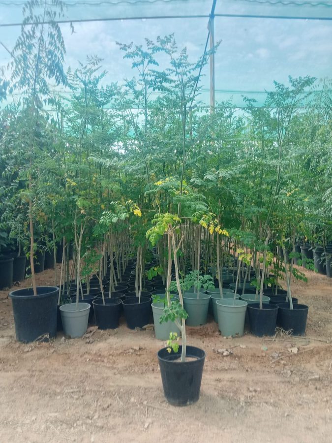 Moringa (Moringa oleifera) — outdoor plant supplied by Mahraj Agricultures