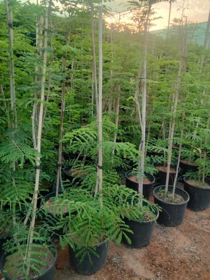 Caesalpinia (Caesalpinia pulcherrima) — outdoor plant supplied by Mahraj Agricultures