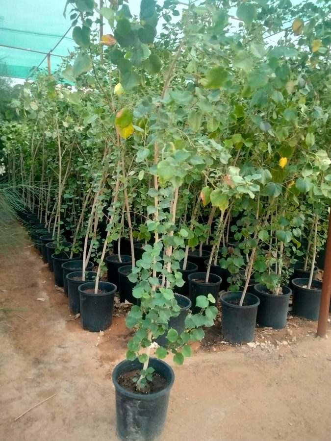 Hibiscus Tiliaceus Green (Hibiscus tiliaceus) — outdoor plant supplied by Mahraj Agricultures