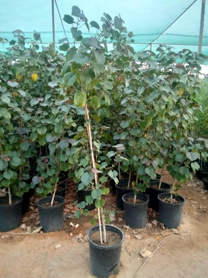 Hibiscus Tiliaceus Rubrum (Hibiscus tiliaceus 'Rubrum') — outdoor plant supplied by Mahraj Agricultures