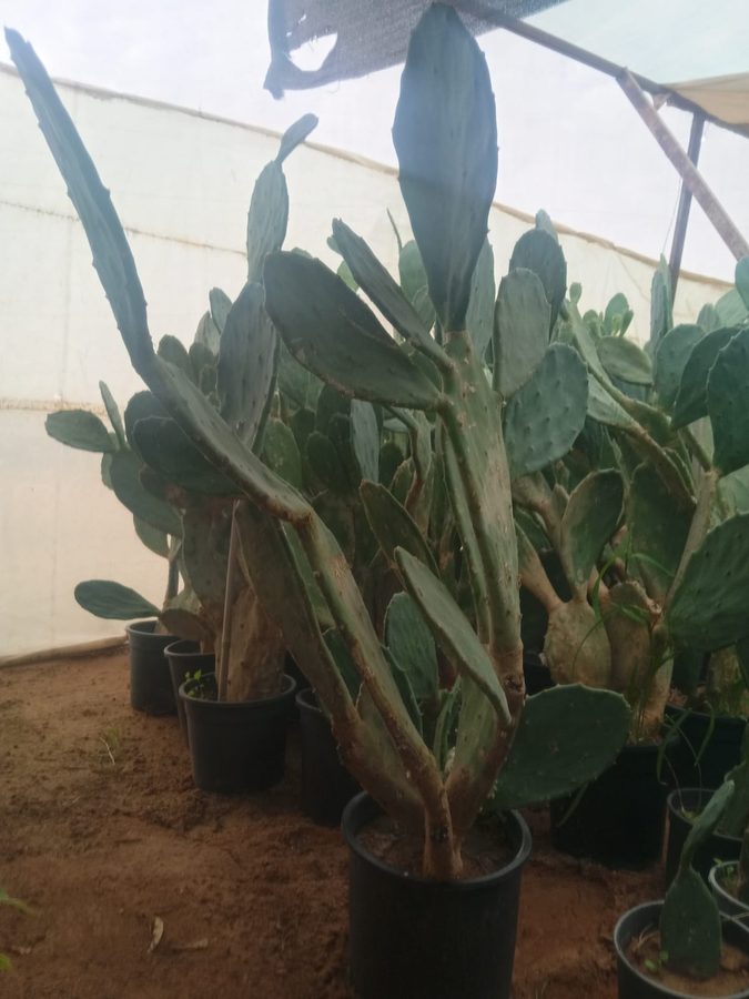 Prickly Pear (Opuntia ficus-indica) — outdoor plant supplied by Mahraj Agricultures