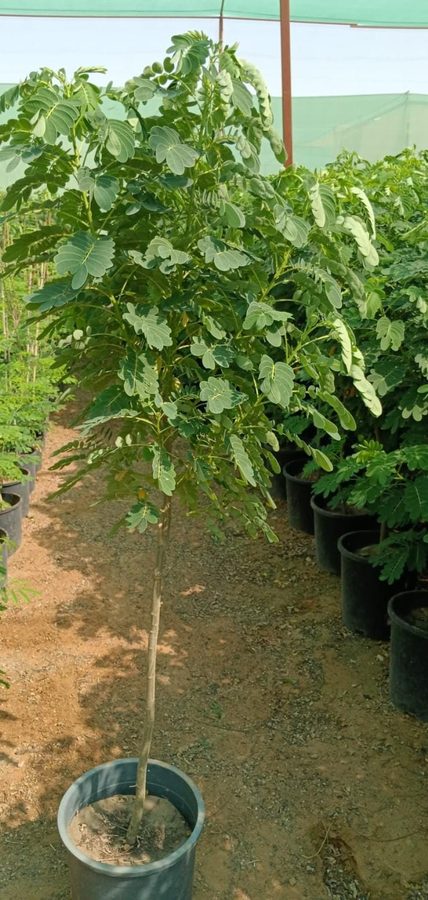Cassia Glauca (Senna surattensis) — outdoor plant supplied by Mahraj Agricultures