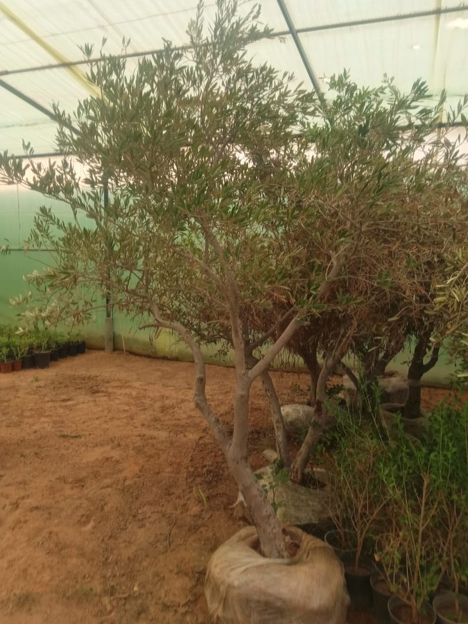 Olive (Olea europaea) — outdoor plant supplied by Mahraj Agricultures