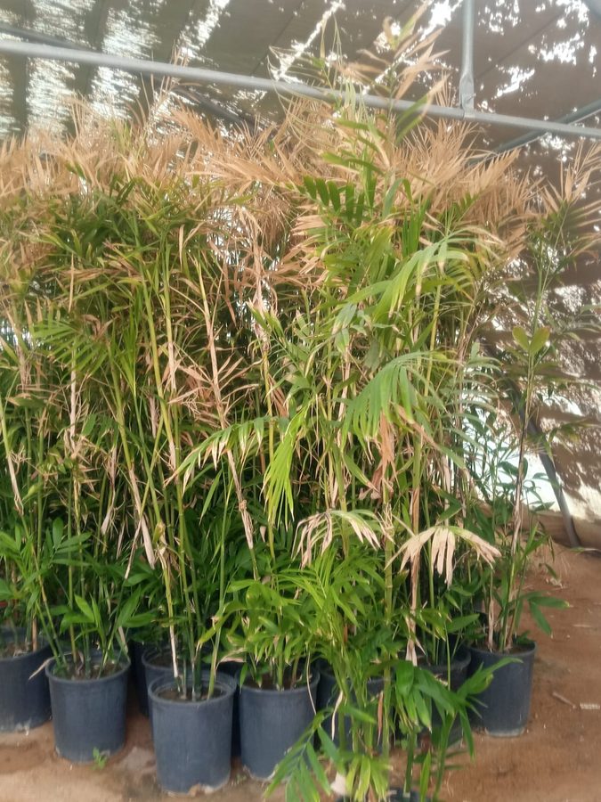 Bamboo Palm (Chamaedorea seifrizii) — outdoor plant supplied by Mahraj Agricultures