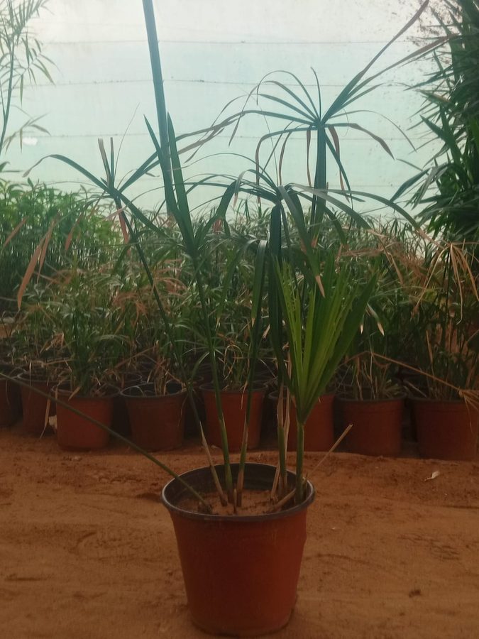 Umbrella Palm (Cyperus alternifolius) — outdoor plant supplied by Mahraj Agricultures