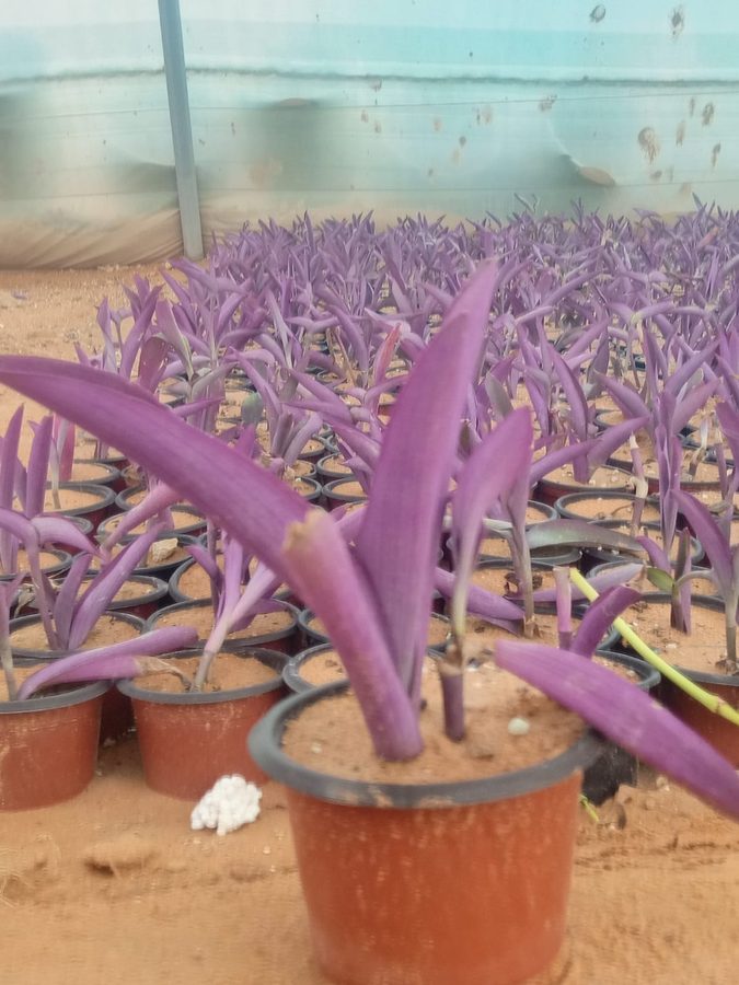 Purple Heart (Satcrisia) (Tradescantia pallida) — outdoor plant supplied by Mahraj Agricultures