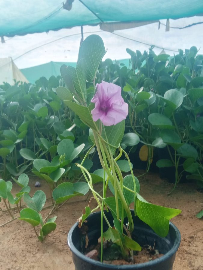 Ipomoea (Ipomoea cairica) — outdoor plant supplied by Mahraj Agricultures