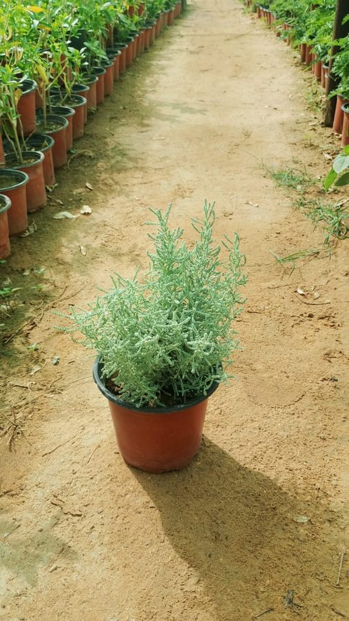 Shiiaa (Sheikh) (Artemisia) — outdoor plant supplied by Mahraj Agricultures