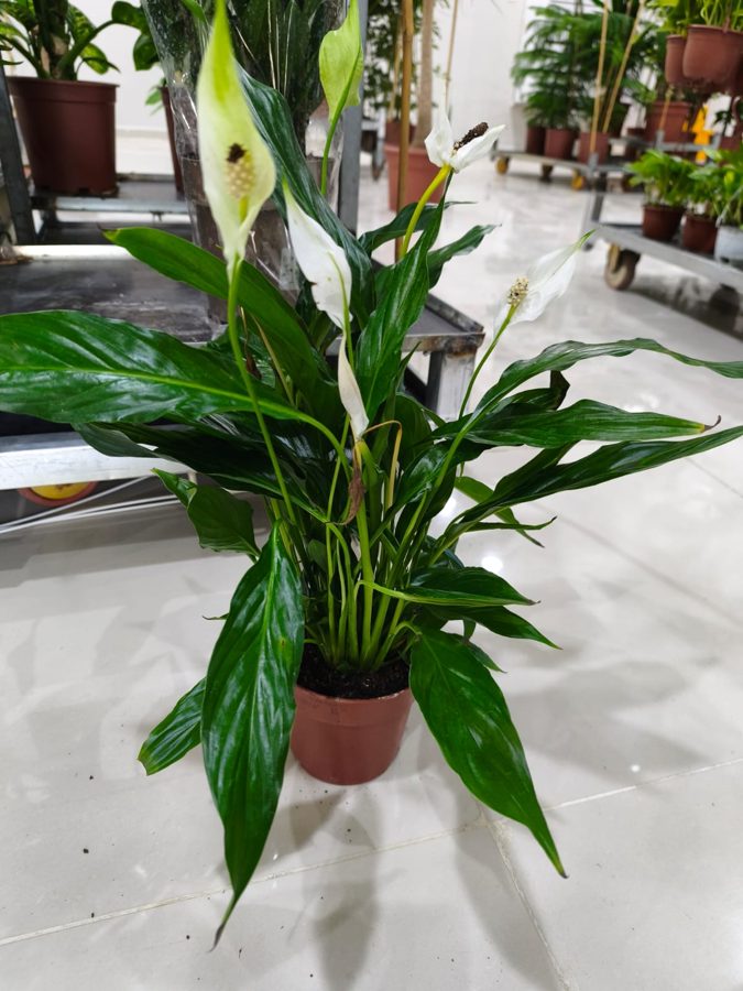 Peace Lily (Spathiphyllum wallisii) — indoor plant supplied by Mahraj Agricultures