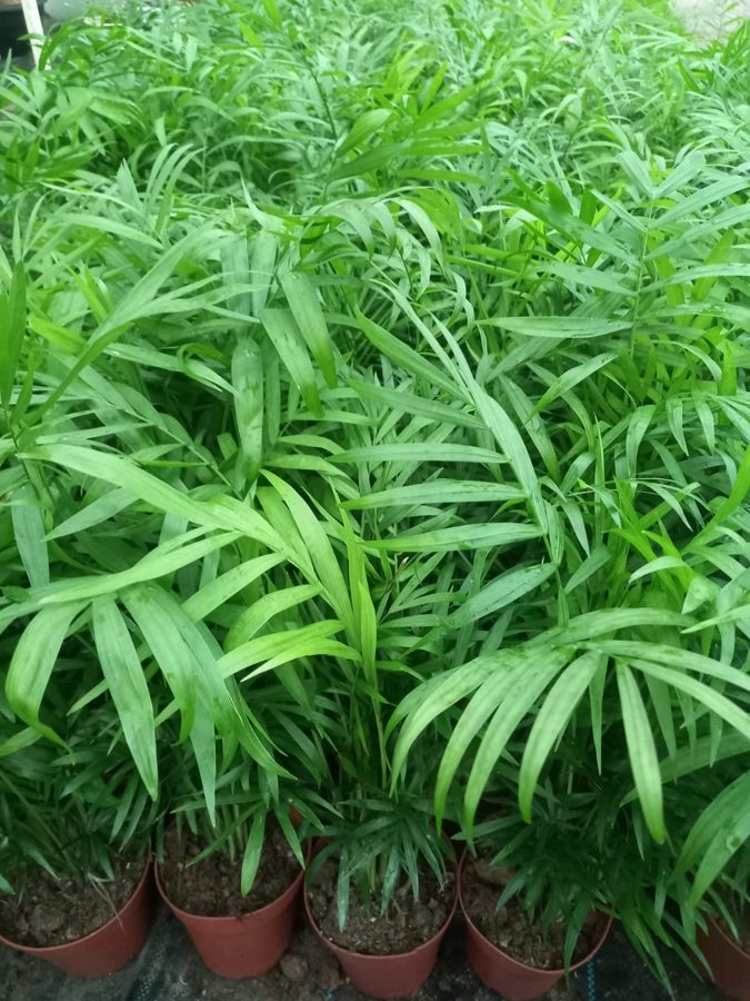 Parlour Palm (Chamaedorea elegans) — indoor plant supplied by Mahraj Agricultures