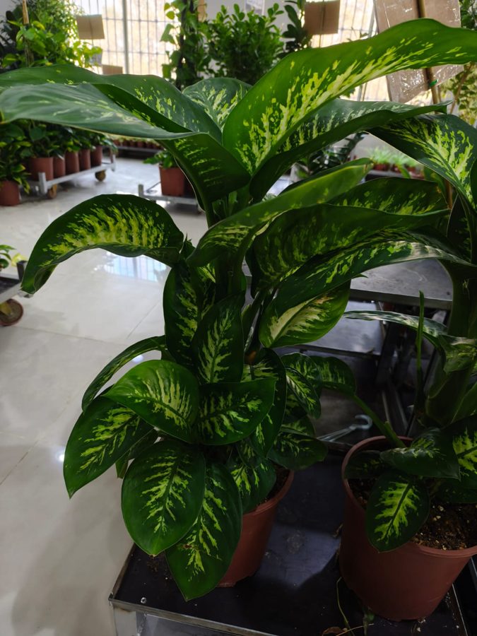 Dumb Cane (Dieffenbachia seguine) — indoor plant supplied by Mahraj Agricultures