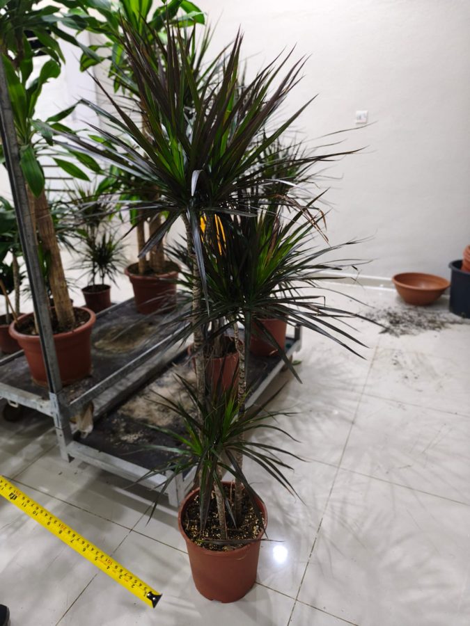 Dragon Tree (Dracaena marginata) — indoor plant supplied by Mahraj Agricultures