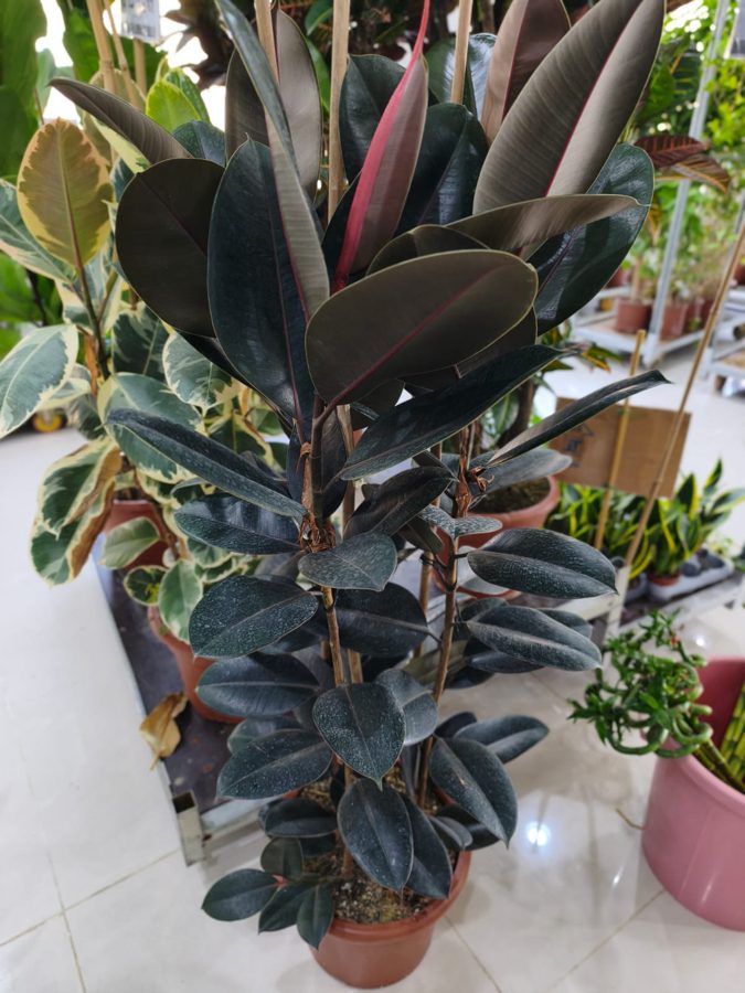 Rubber Plant (Ficus elastica (Robusta)) — indoor plant supplied by Mahraj Agricultures