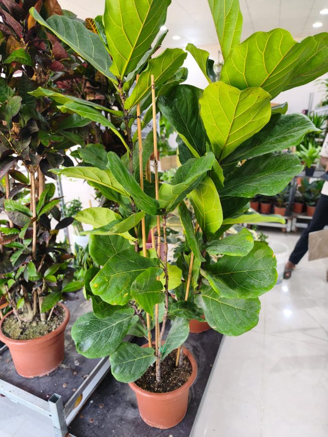 Mahraj Agricultures indoor plants