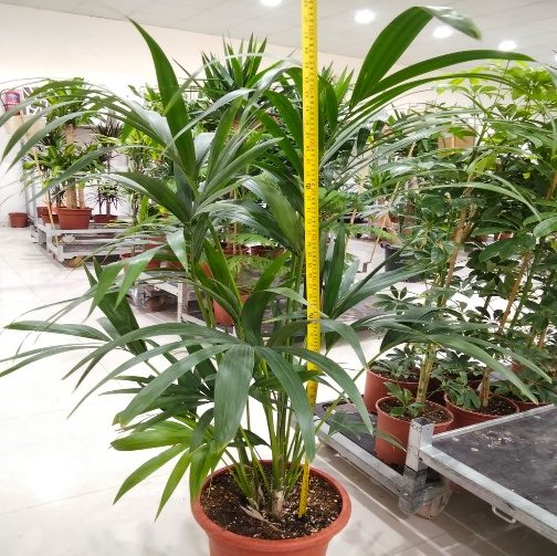 Kentia Palm (Howea forsteriana) — indoor plant supplied by Mahraj Agricultures