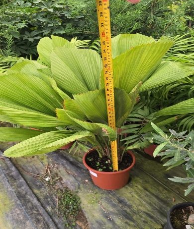 Ruffled Fan Palm (Licuala grandis) — indoor plant supplied by Mahraj Agricultures