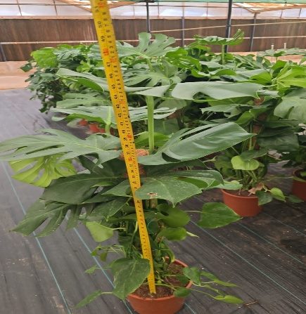 Swiss Cheese Plant (Monstera deliciosa) — indoor plant supplied by Mahraj Agricultures