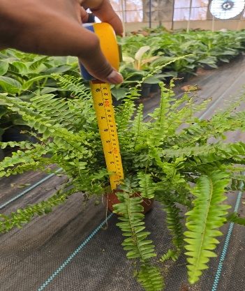 Boston Fern (Nephrolepis exaltata) — indoor plant supplied by Mahraj Agricultures