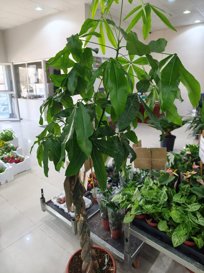 Money Tree (Pachira aquatica) — indoor plant supplied by Mahraj Agricultures
