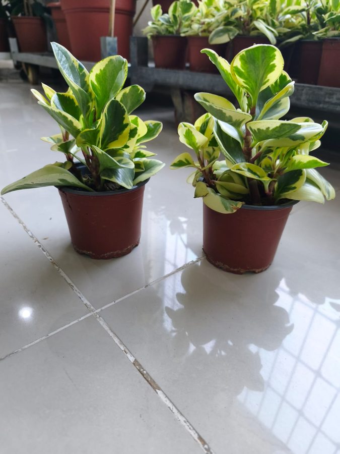 Cupid Peperomia (Peperomia scandens) — indoor plant supplied by Mahraj Agricultures