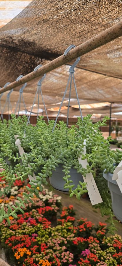 Mexican Stonecrop (Sedum mexicanum) — indoor plant supplied by Mahraj Agricultures