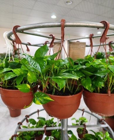 Golden Pothos (Scindapsus (Epipremnum aureum)) — indoor plant supplied by Mahraj Agricultures