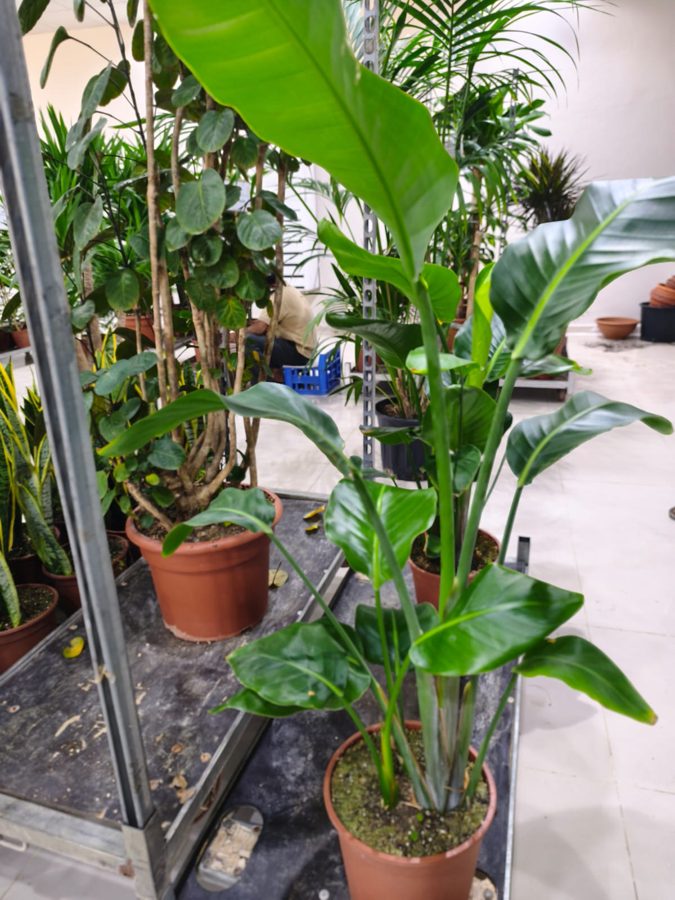 Premium indoor and outdoor plants by Mahraj Agricultures