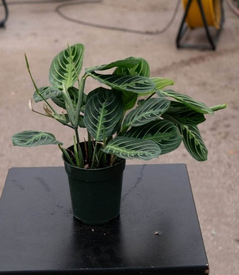 Prayer Plant (Maranta leuconeura) — indoor plant supplied by Mahraj Agricultures