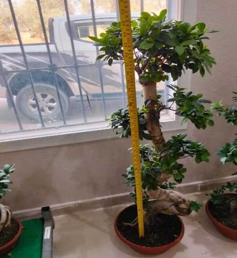 Ginseng Ficus / Indoor Bonsai (Ficus microcarpa) — indoor plant supplied by Mahraj Agricultures