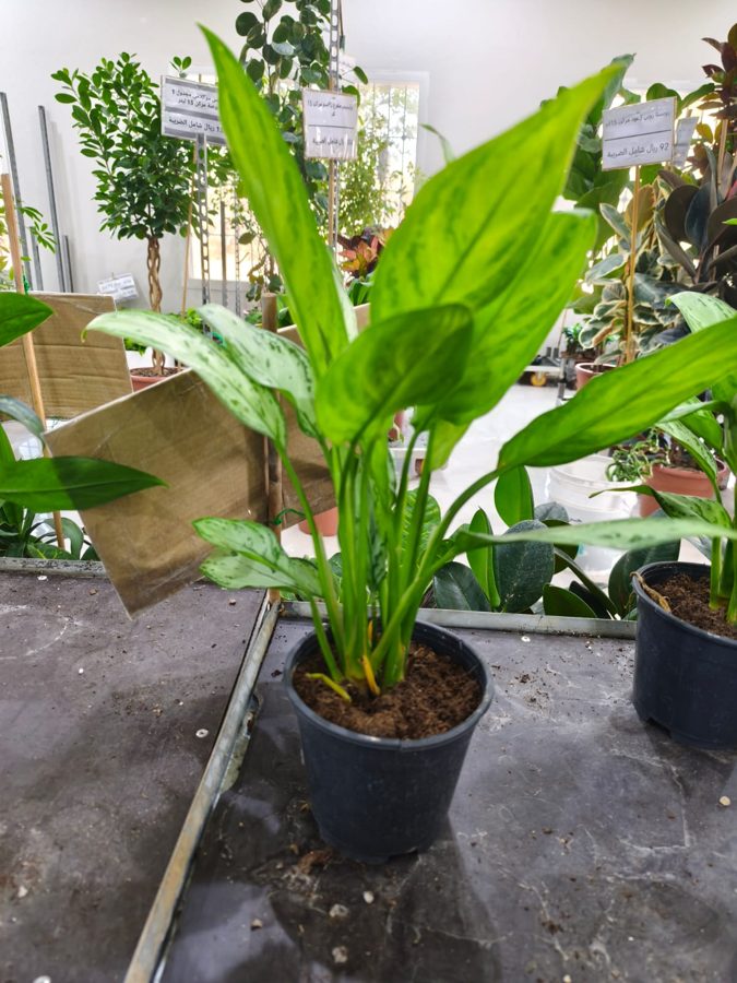 Chinese Evergreen (Aglaonema 