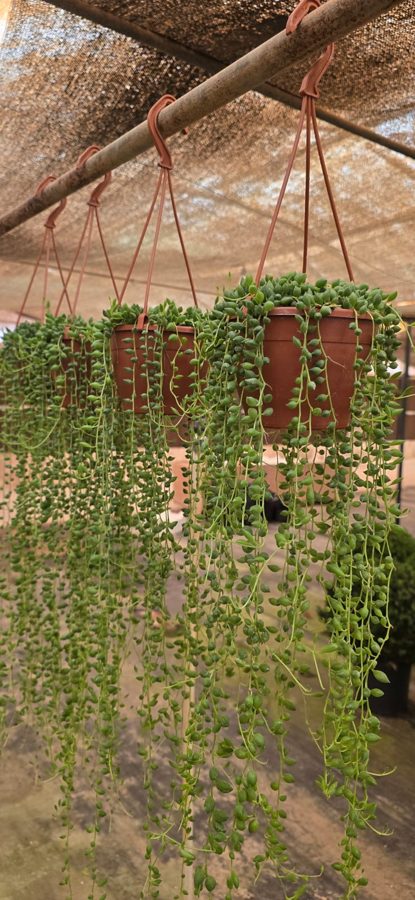 String of Pearls (Senecio rowleyanus) — indoor plant supplied by Mahraj Agricultures